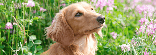 10 Toxic Plants Your Pooch Should Avoid