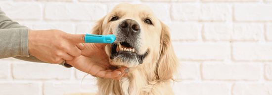 Essential Dental Care Tips for Dogs