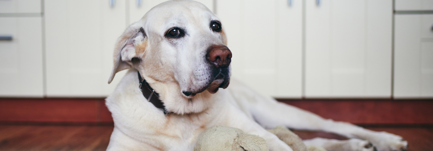 Embracing the Golden Years: Caring for senior dogs with love and proper care