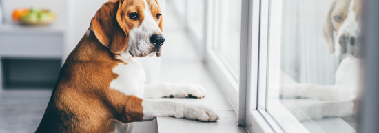 Dealing with Separation Anxiety in Dogs