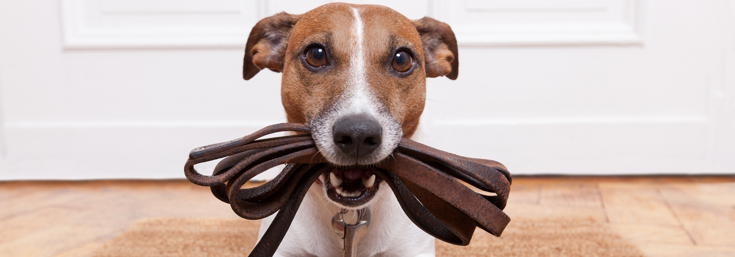 How to Stop Your Pup from Pulling on the Lead