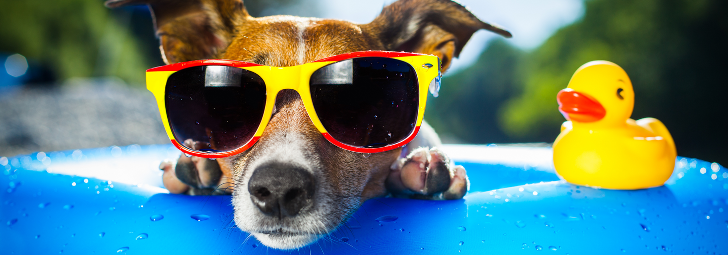Chill Out: How to Keep Your Pup Cool in the Summer Heat