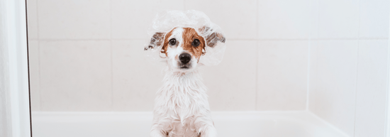 A Guide to Stress-Free Dog Bathing: Tips and tricks for a splish-splash success!