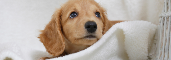 The Ultimate Guide to Raising a Well-Behaved Puppy
