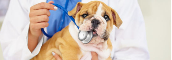 Puppy and doggy health tips