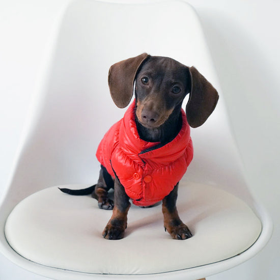 Dan & Sam Dog Reversible Puffer Jacket – Red/Black
