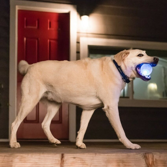 Planet Dog Orbee-Tuff Flashing Strobe Ball Dog Toy - Glow in the Dark