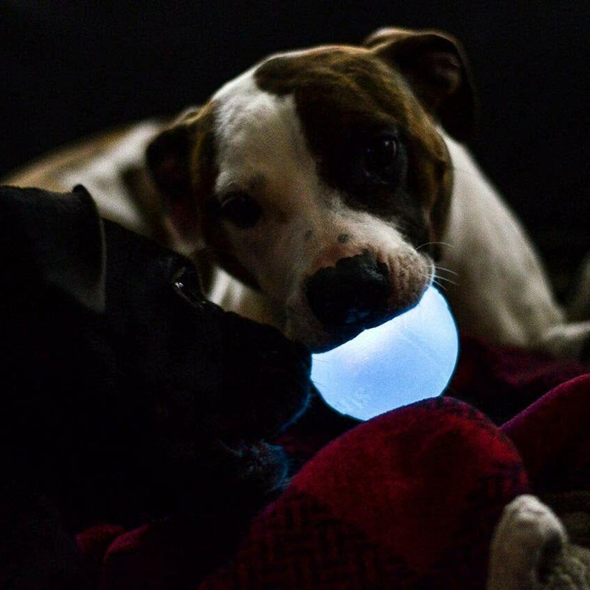 Planet Dog Orbee-Tuff Flashing Strobe Ball Dog Toy - Glow in the Dark