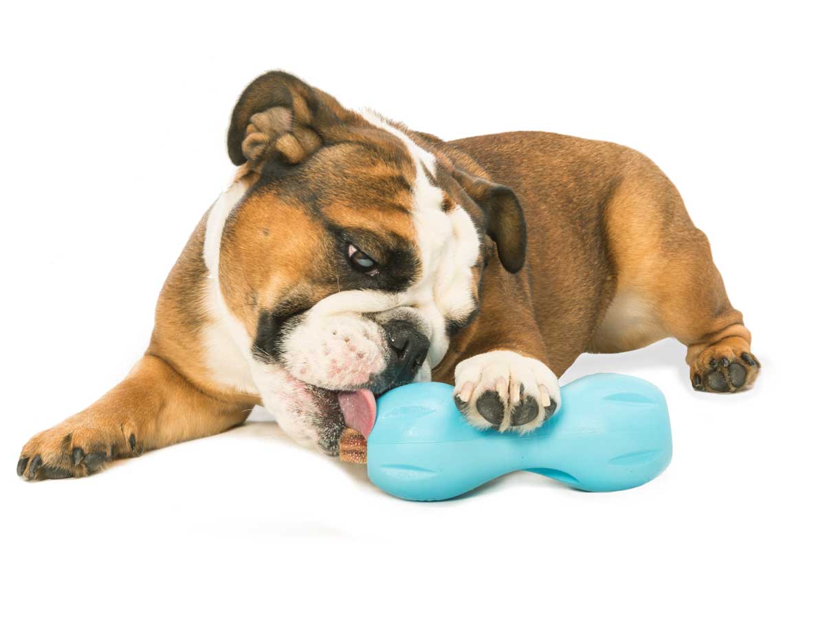 West Paw Qwizl Treat Dispensing Dog Toy - Blue