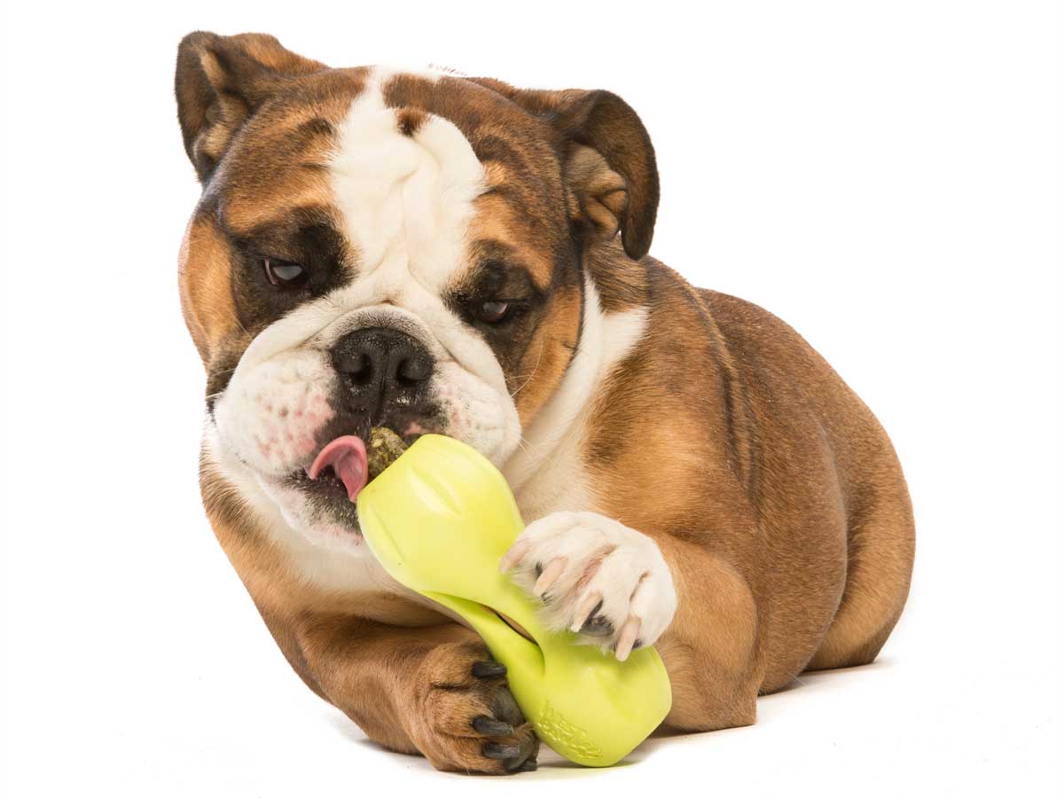 West Paw Qwizl Treat Dispensing Dog Toy - Green