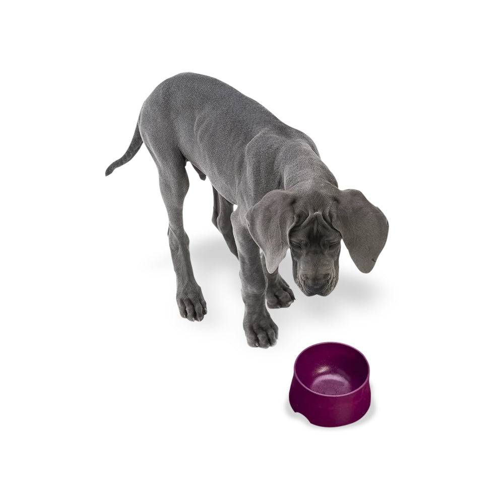 West Paw Seaflex Eco-Friendly Dog Bowl - Tropic Red