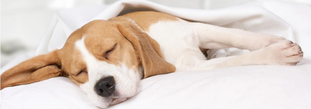 Choosing the right bed for your pooch!