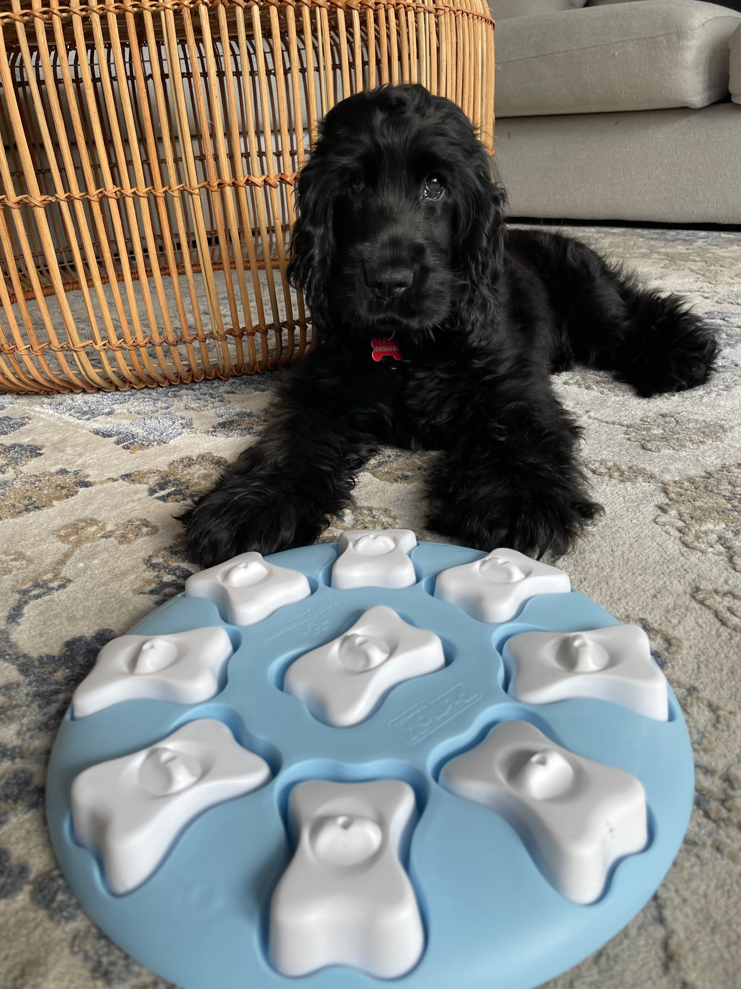 Nina Ottosson Smart Interactive Puzzle Dog Toy for Puppies - Level 1 –  Tails and Treats